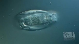 2018 Small World in Motion PHOTOMICROGRAPHY COMPETITION