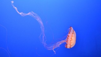  Underwater Photography VIPA 2017