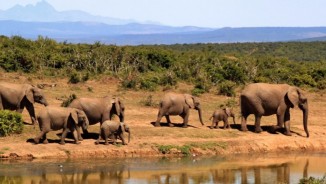  Wildlife Photography VIPA 2017