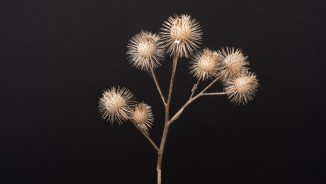 AAP Magazine#19 SHAPES