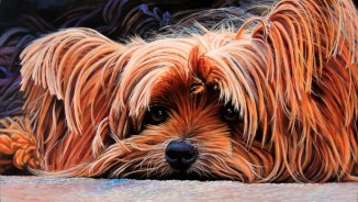 ALL Animals, Art Exhibition & Competition Prospectus 2017
