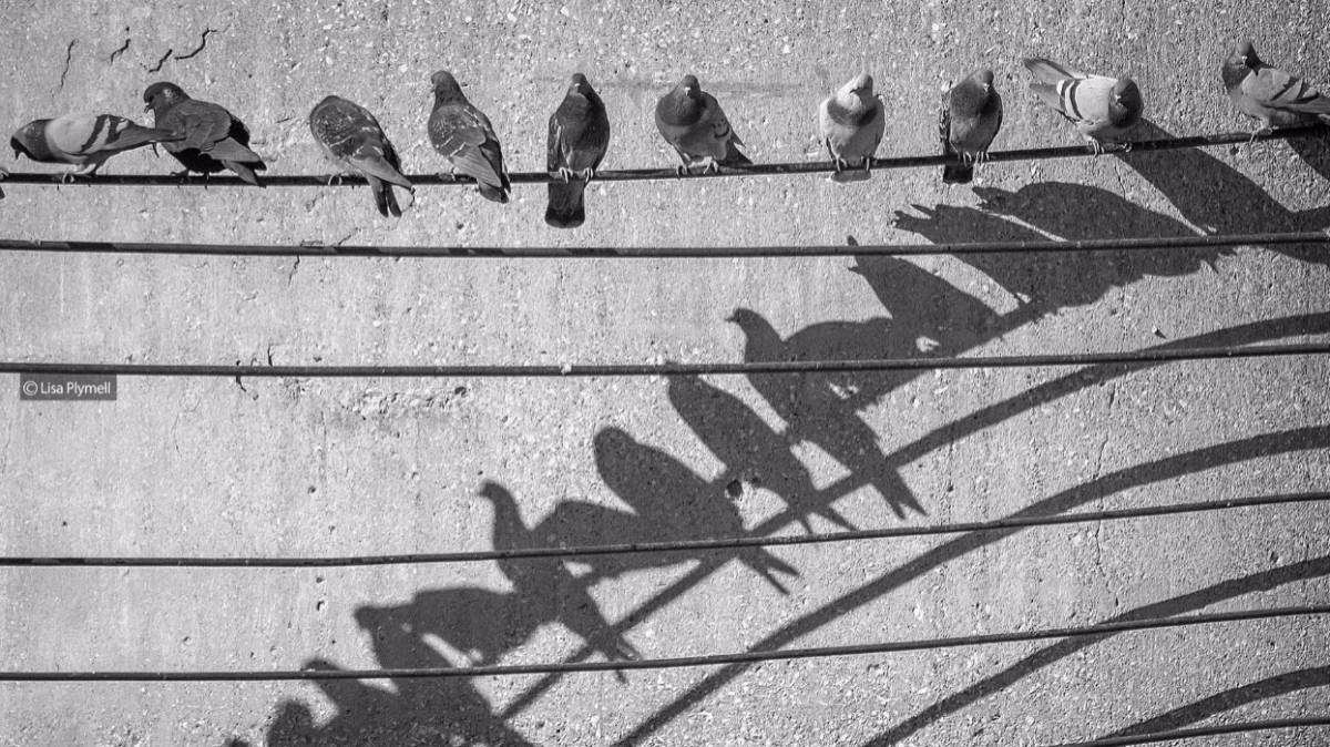 Casting Shadows