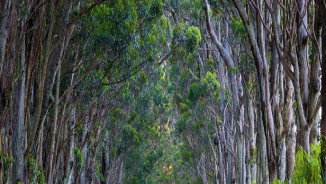 International Call Online Art Competition, “ALL Landscape