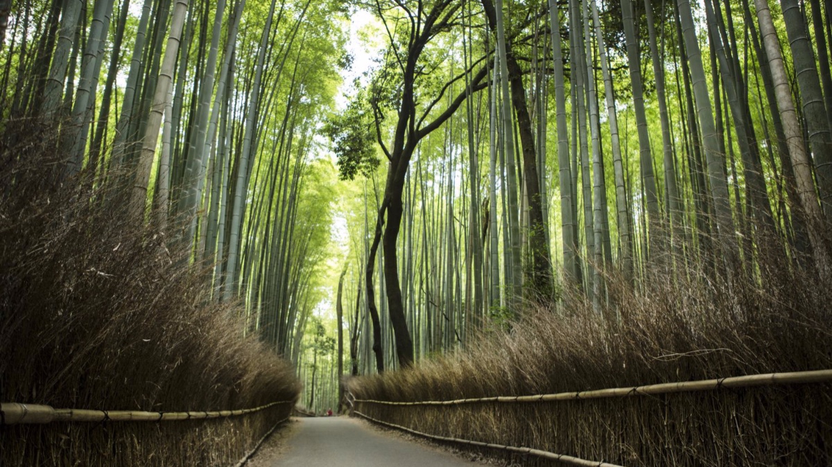 Leading Lines Photo Contest | Our World In Focus