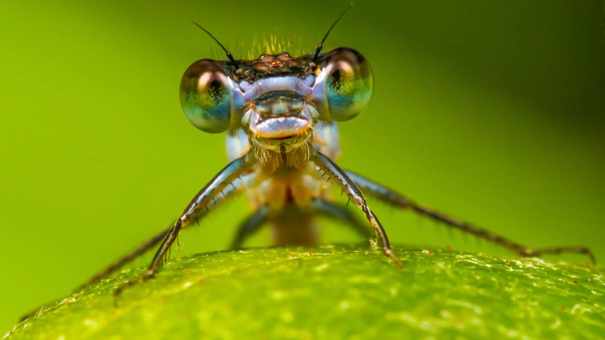 Les insectes