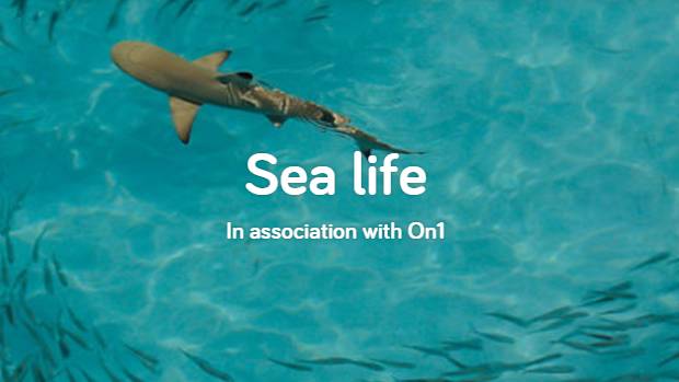 Sea life