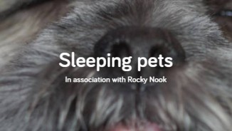 Sleeping pets