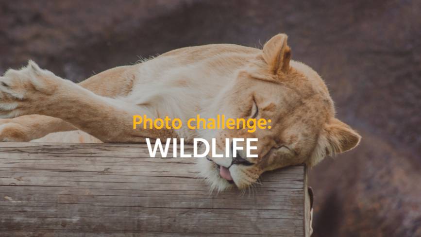 WILDLIFE
