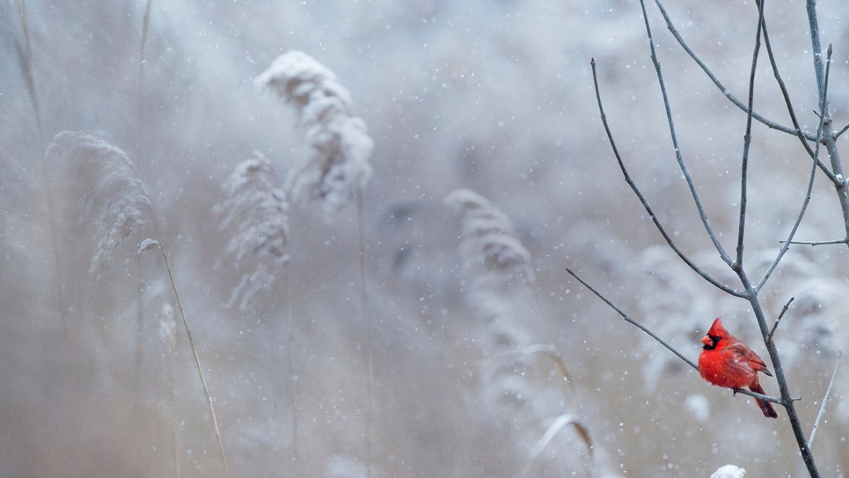 Winter Is Coming